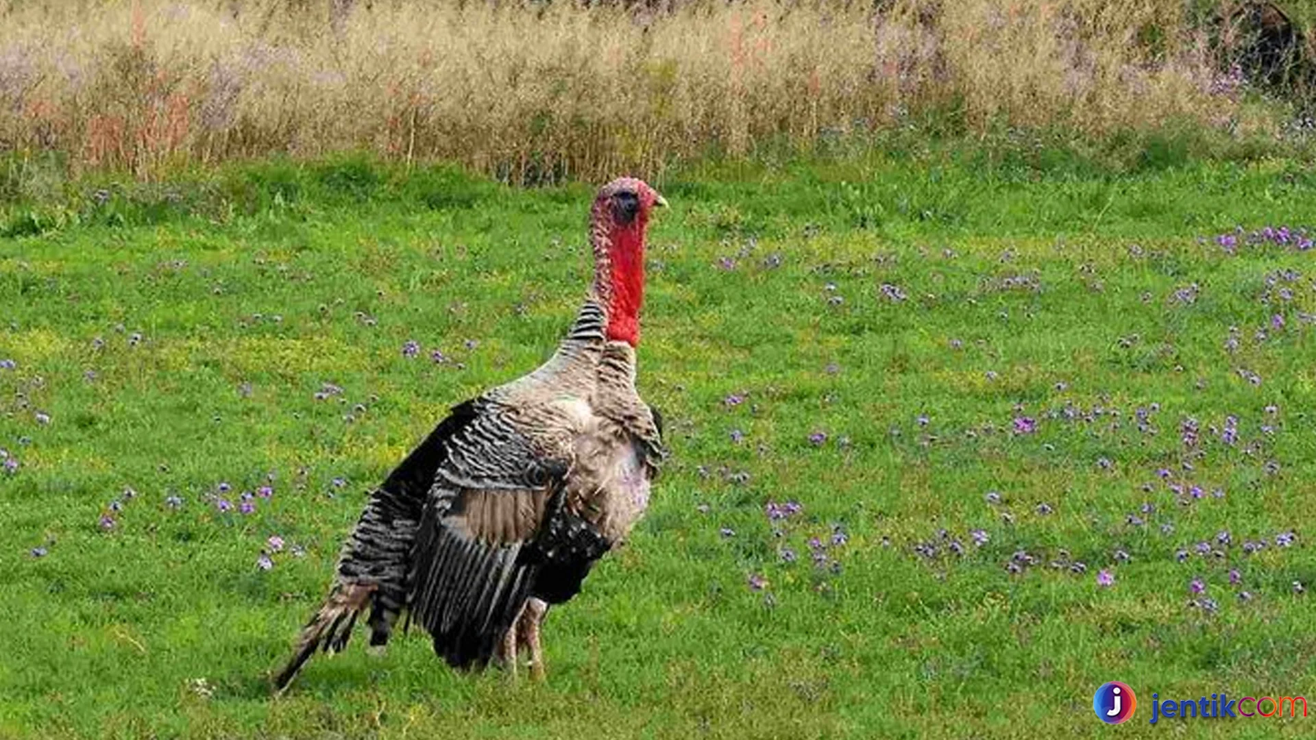 Kalkun Dewasa Miliki Ciri Khusus Membedakan Dari Anak Kalkun